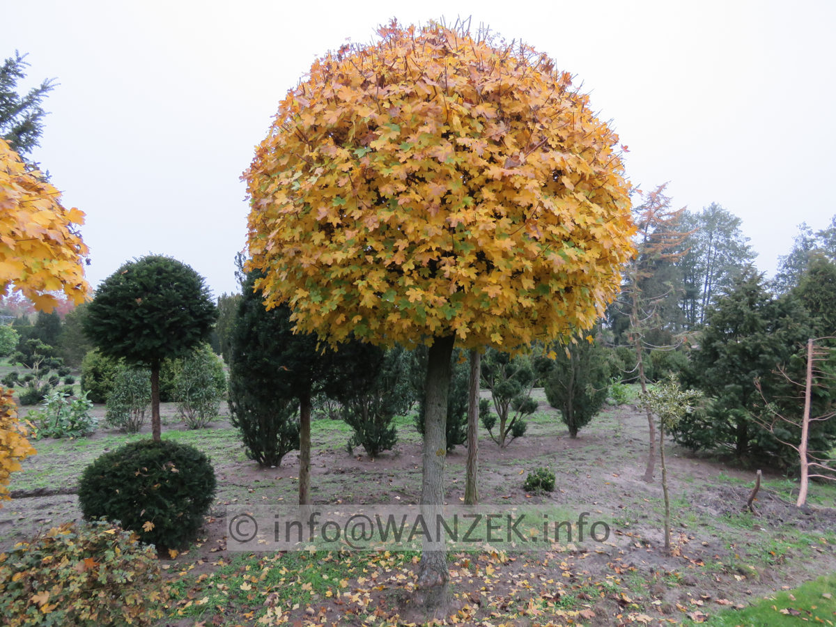 Acer campestre  Kugelstamm 02.JPG